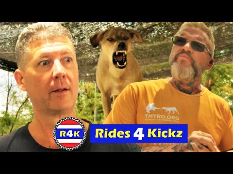 Expert Tells How to Deal with Soi Dogs in Thailand