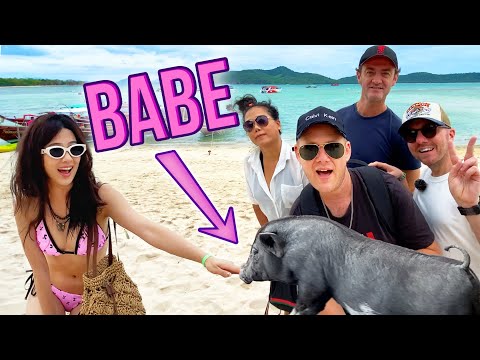 PIG Island – KOH SAMUI 🐖🏝️