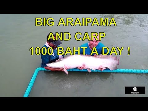 Wasana fishing park, Big Araipama and Carp 1,000 baht for the day in Pattaya ! vlog 358