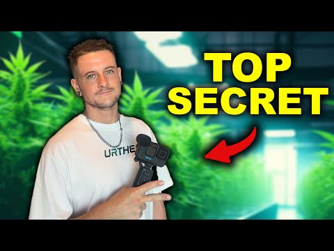 Bangkok's BEST Kept Secret Cannabis Facility EXPOSED!