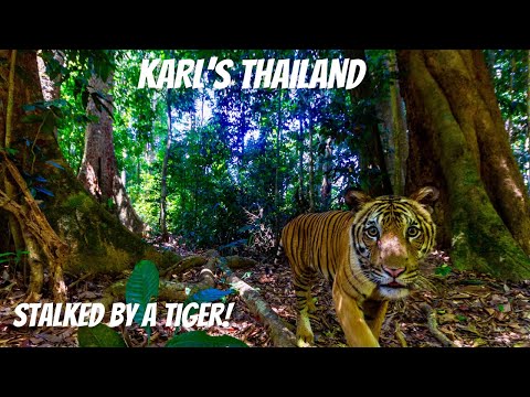 Face to Face with a Wild Tiger: Khao Yai National Park Changed My View of Thailand
