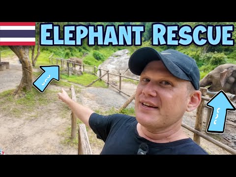 Thailand's 'Most Ethical' Elephant Sanctuary, deep in the Chiang Mai jungle